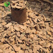 Purelyagro Abere Seeds (Hunteria Umbellata) Akumma Abere
